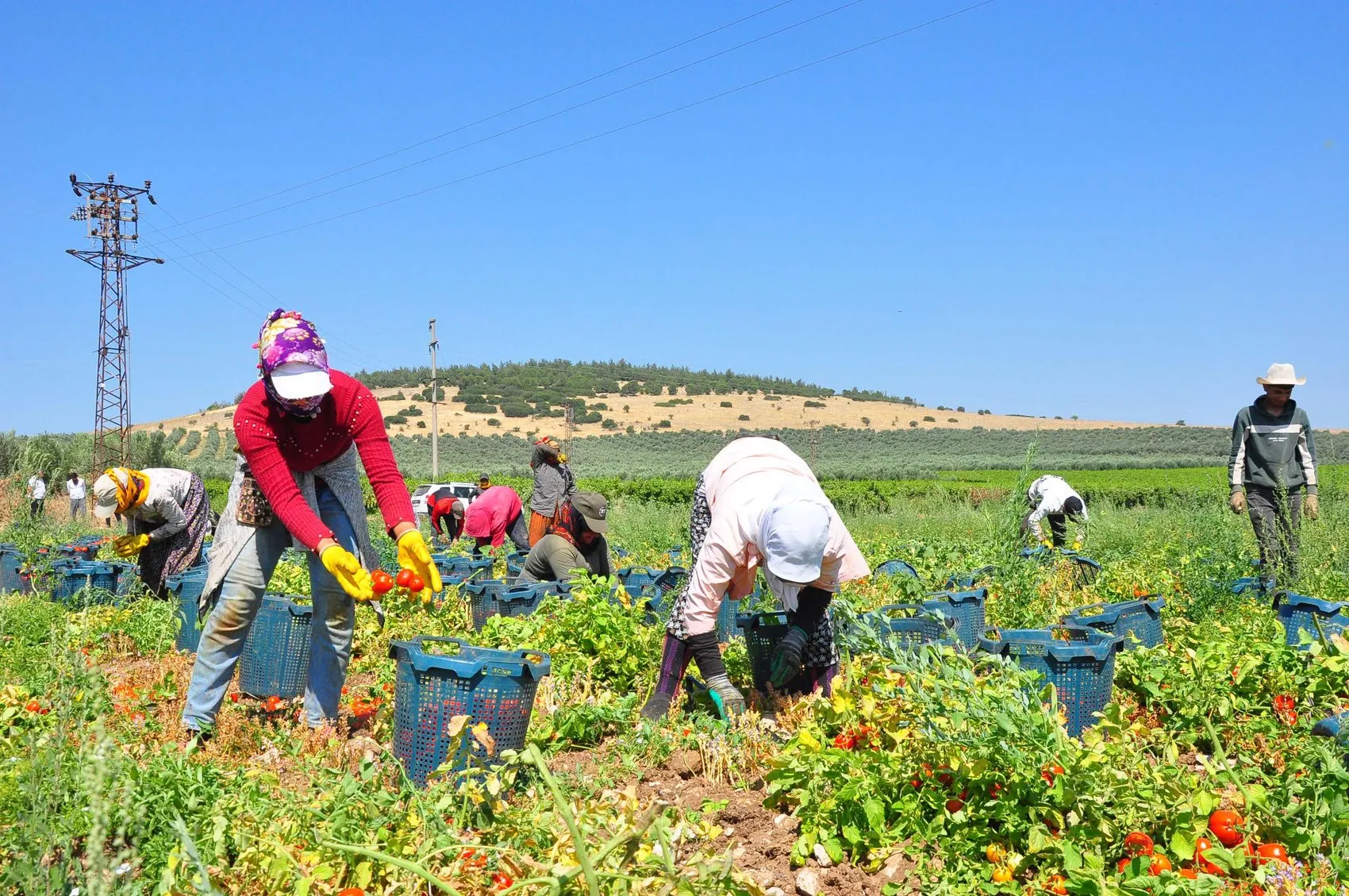 Manisa domates tarlalarında hasat mesaisi başladı