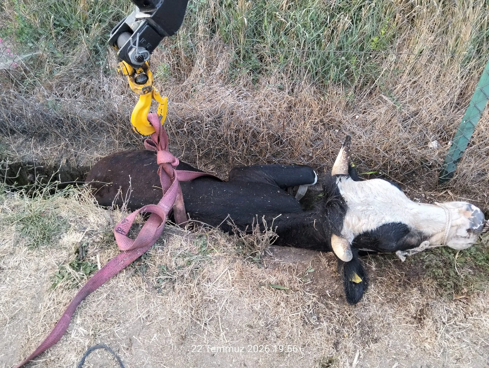 Bolu'da kanala düşen inek itfaiyenin halatlı operasyonuyla kurtarıldı
