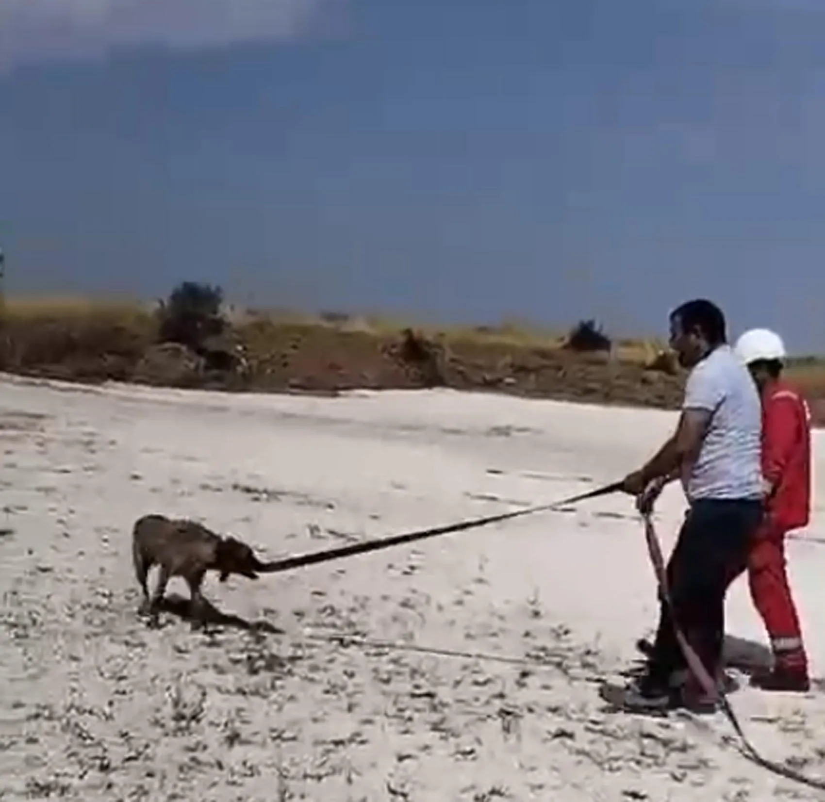 Ergene’de naylon kaplı gölete düşen köpekleri vatandaşlar kurtardı