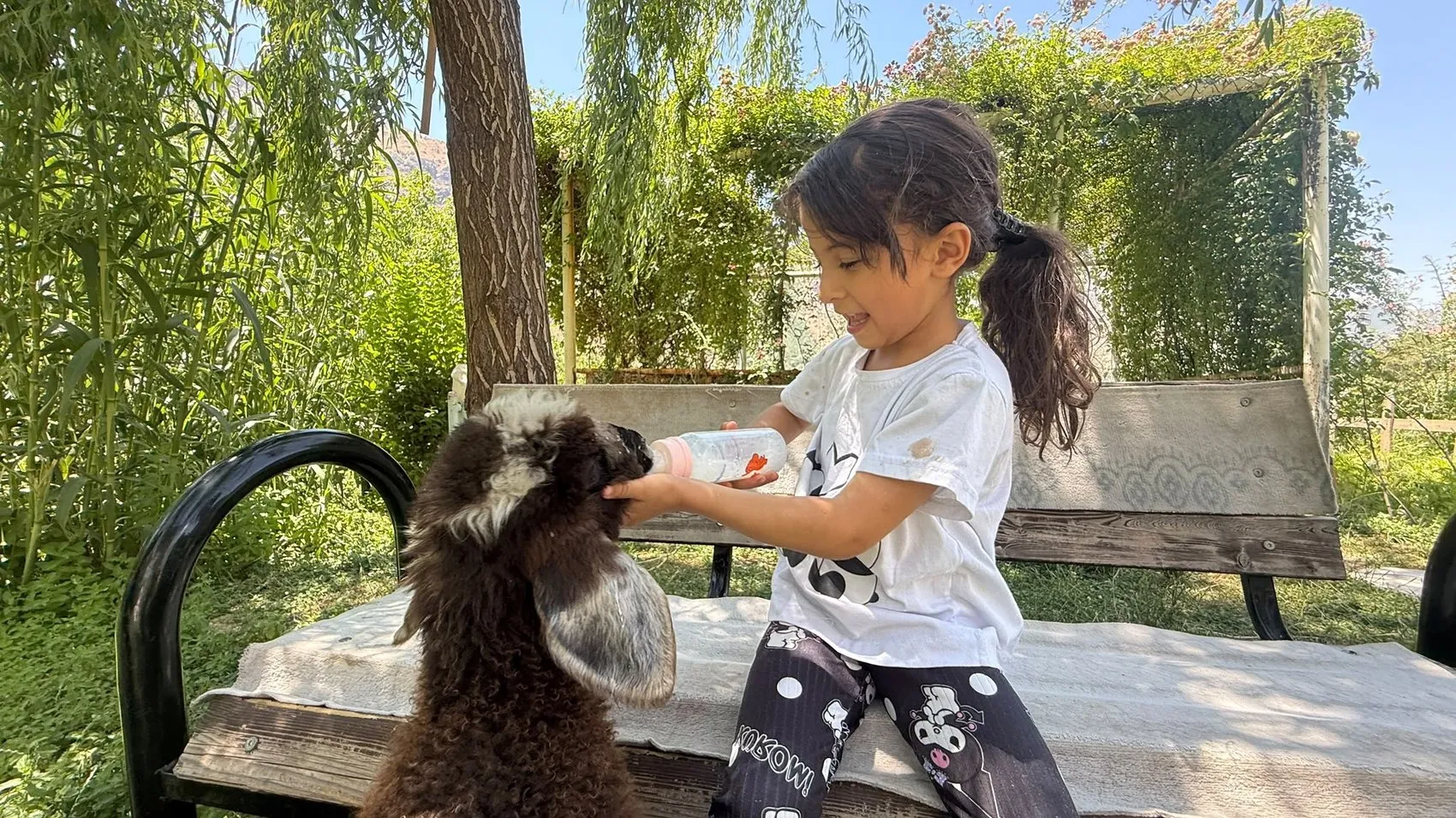 Şemdinli'de bir kuzunun sıra dışı yaşam yolculuğu