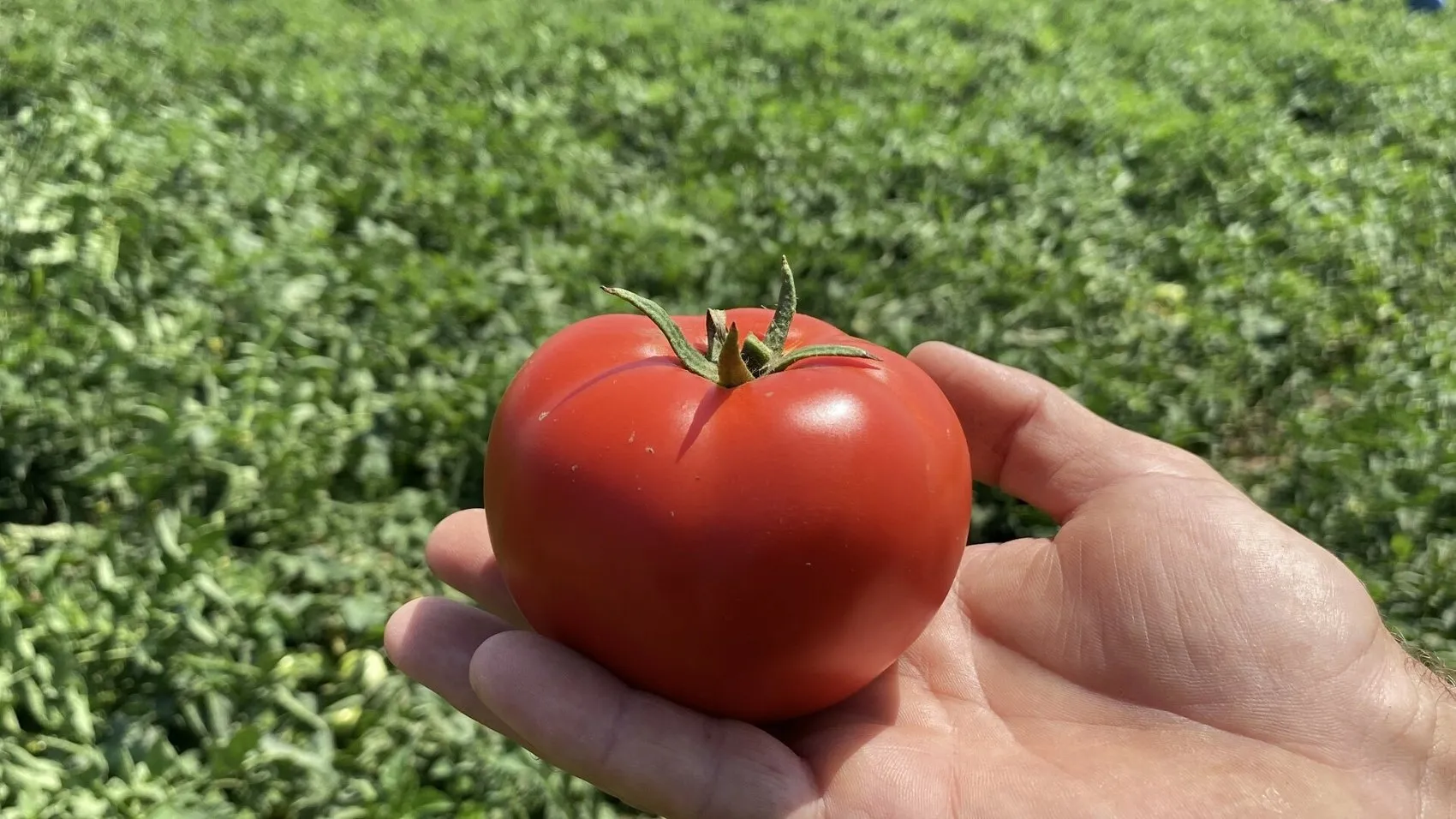 Çanakkale domatesinde sezon açıldı