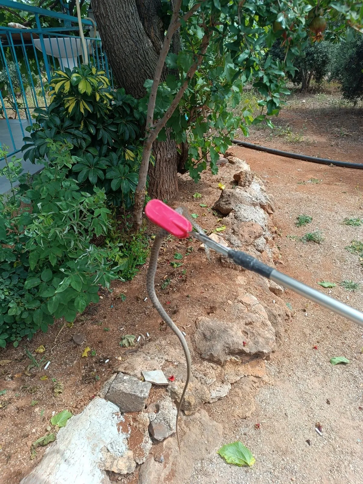Antalya’da yılan alarmı Evinize girmemeleri için ne yapmalı