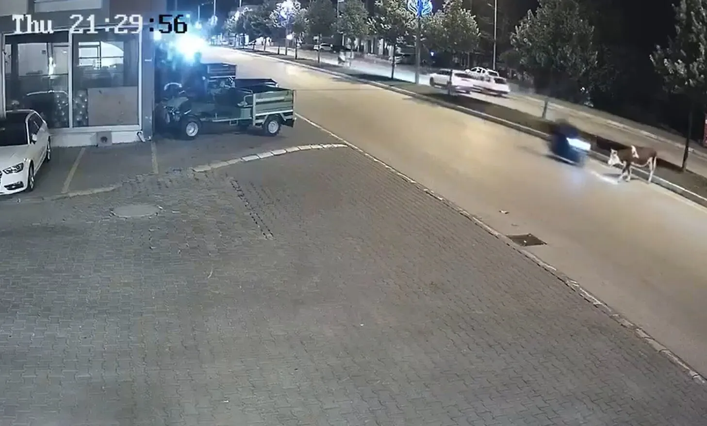 Düzce'de gece vakti yola çıkan inek motosikletle çarpıştı