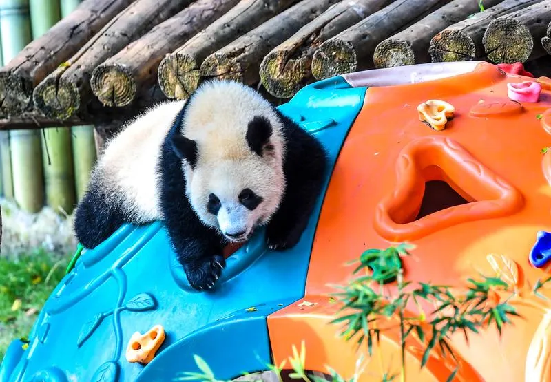 Panda Wang Shu ilk yaşını dev bir pasta ile kutladı
