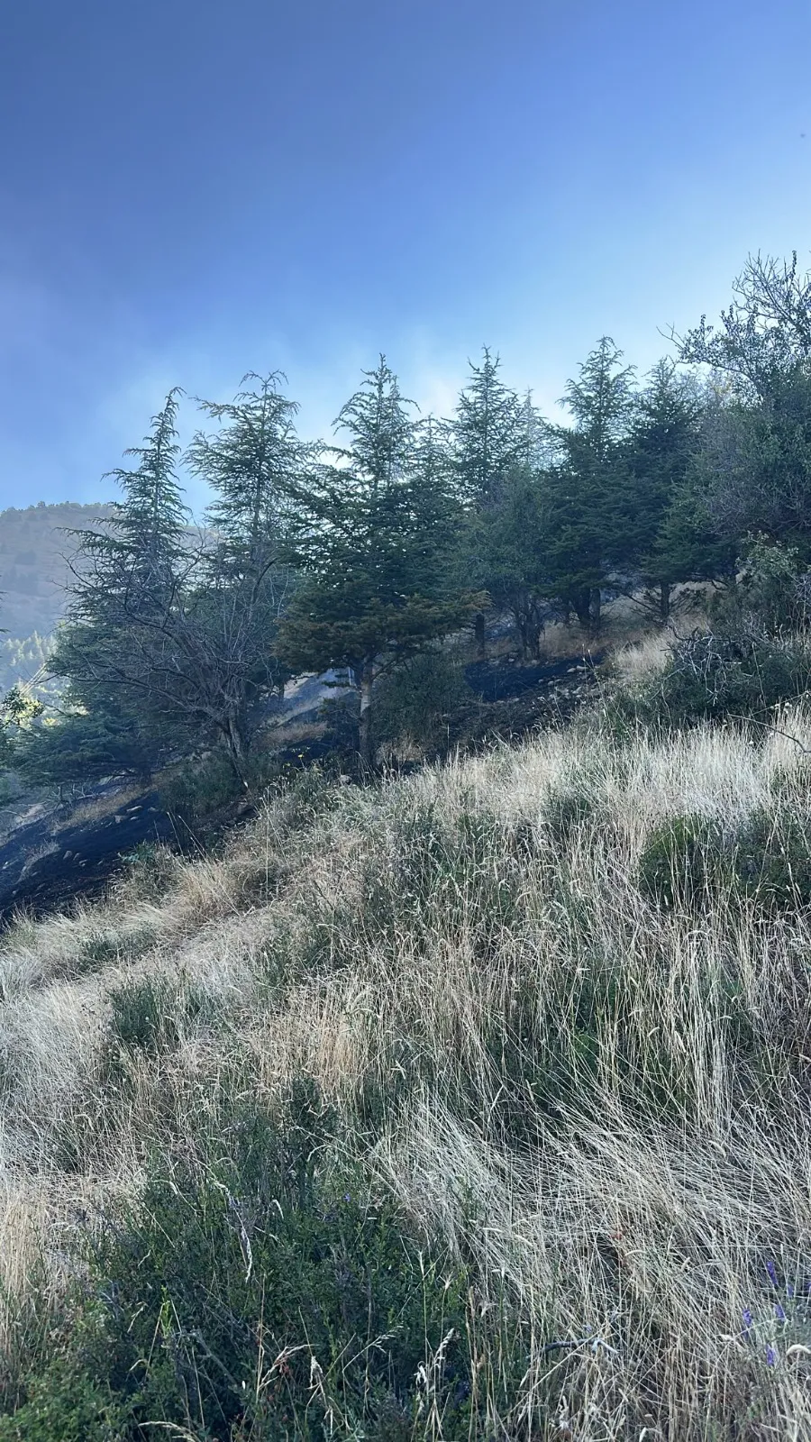 Isparta'da yangına müdahale eden itfaiyeyi arılar bastı