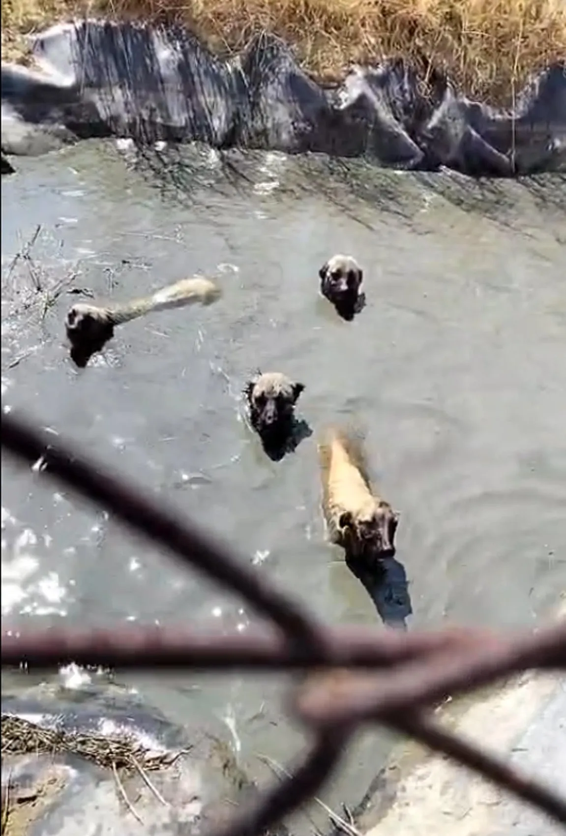 Ergene’de naylon kaplı gölete düşen köpekleri vatandaşlar kurtardı