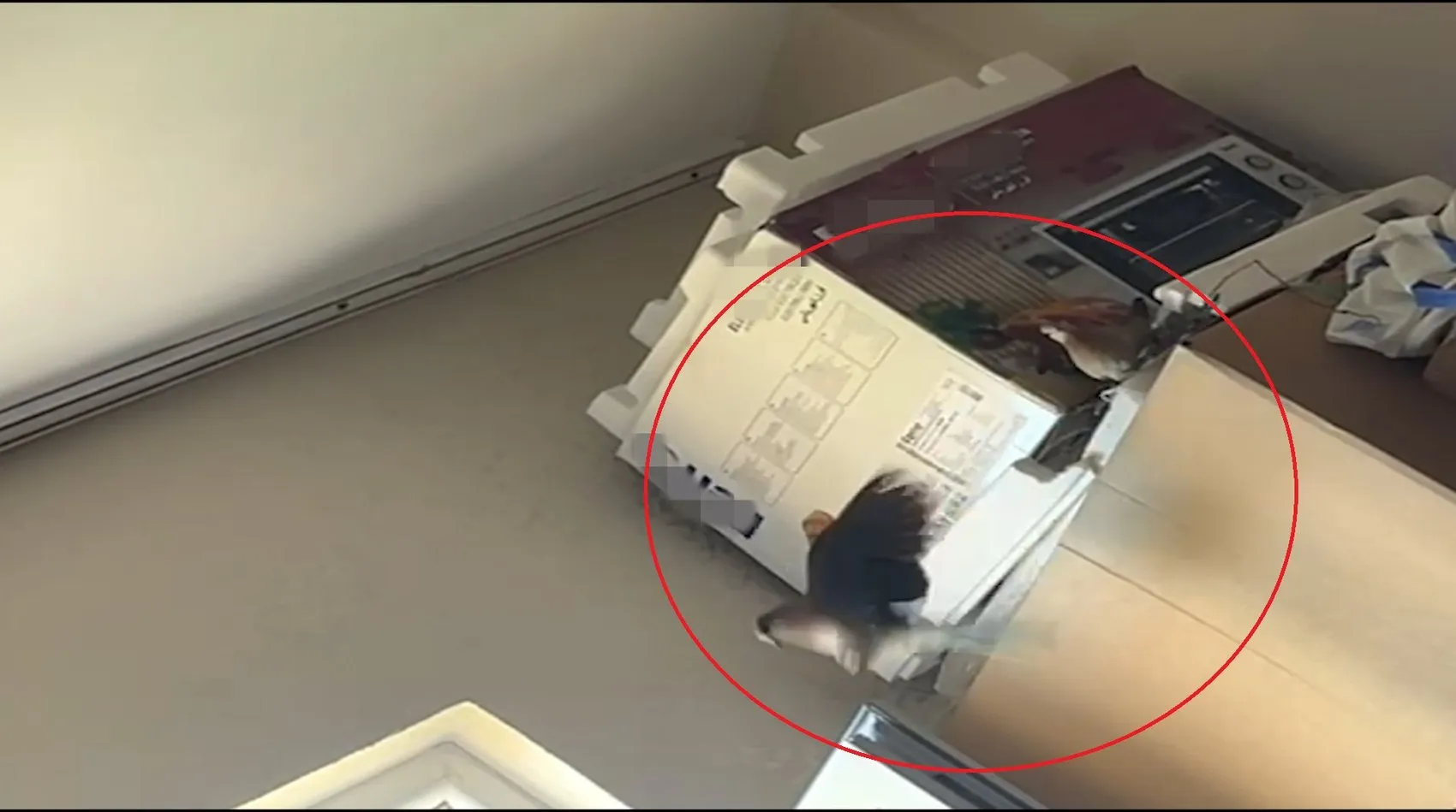 Siirtli kadının evindeki beklenmedik misafir oda kurdu
