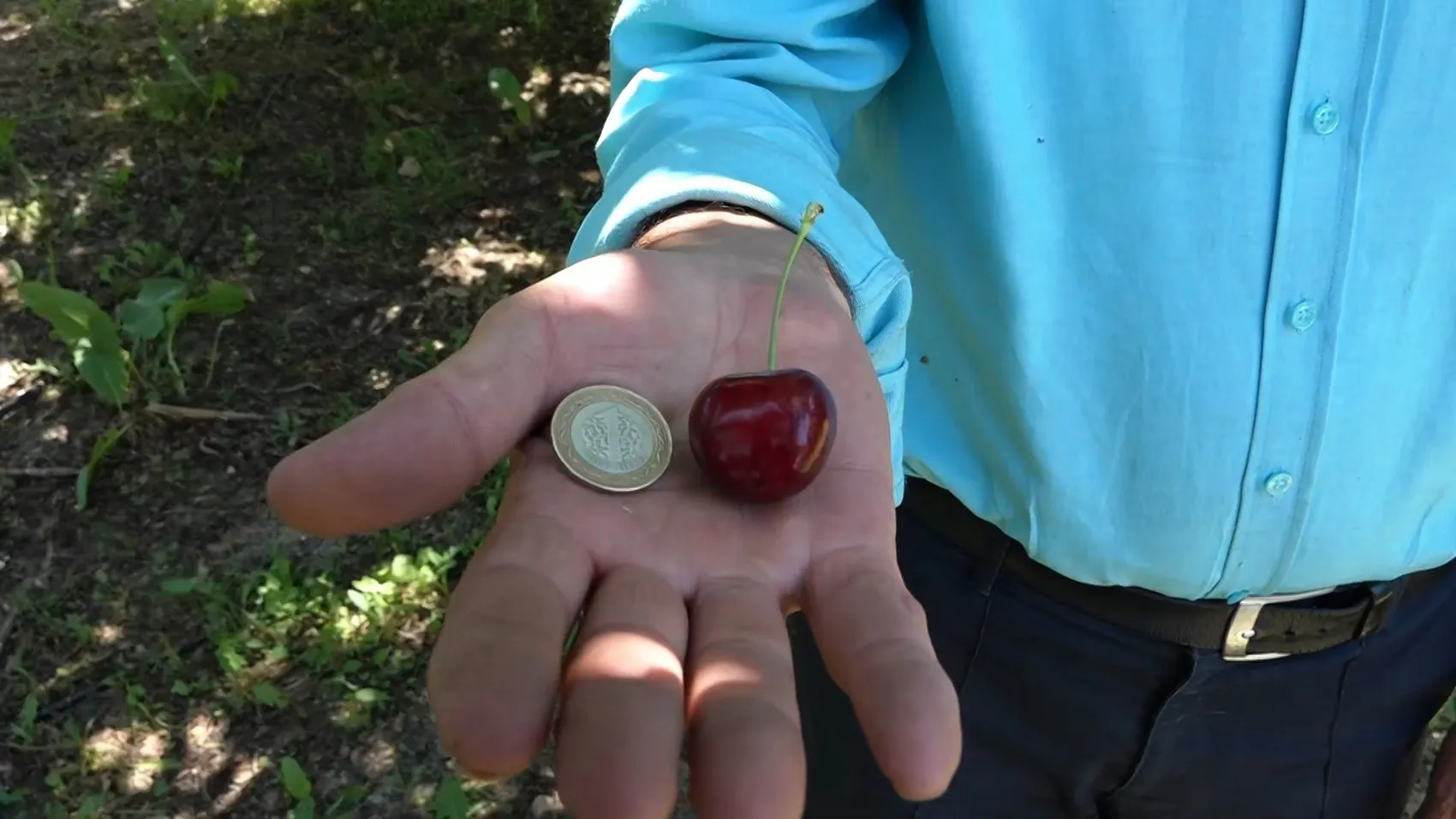 Sultandağı kirazında bolluk var ama üreticinin yüzü gülmüyor