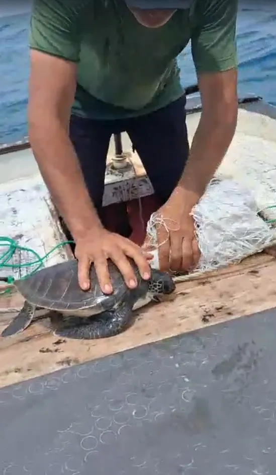 Samandağ açıklarında oltaya takılan caretta carettaya balıkçı eli değdi