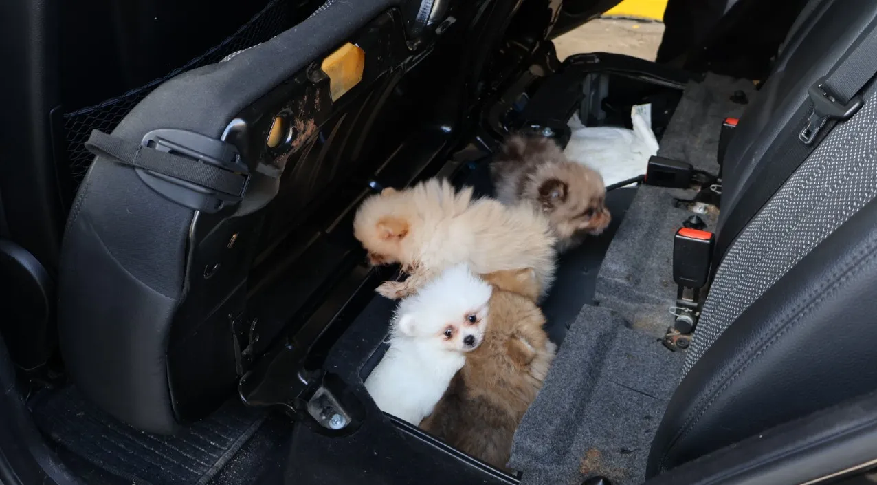 Kapıkule'de kaçak köpek operasyonu