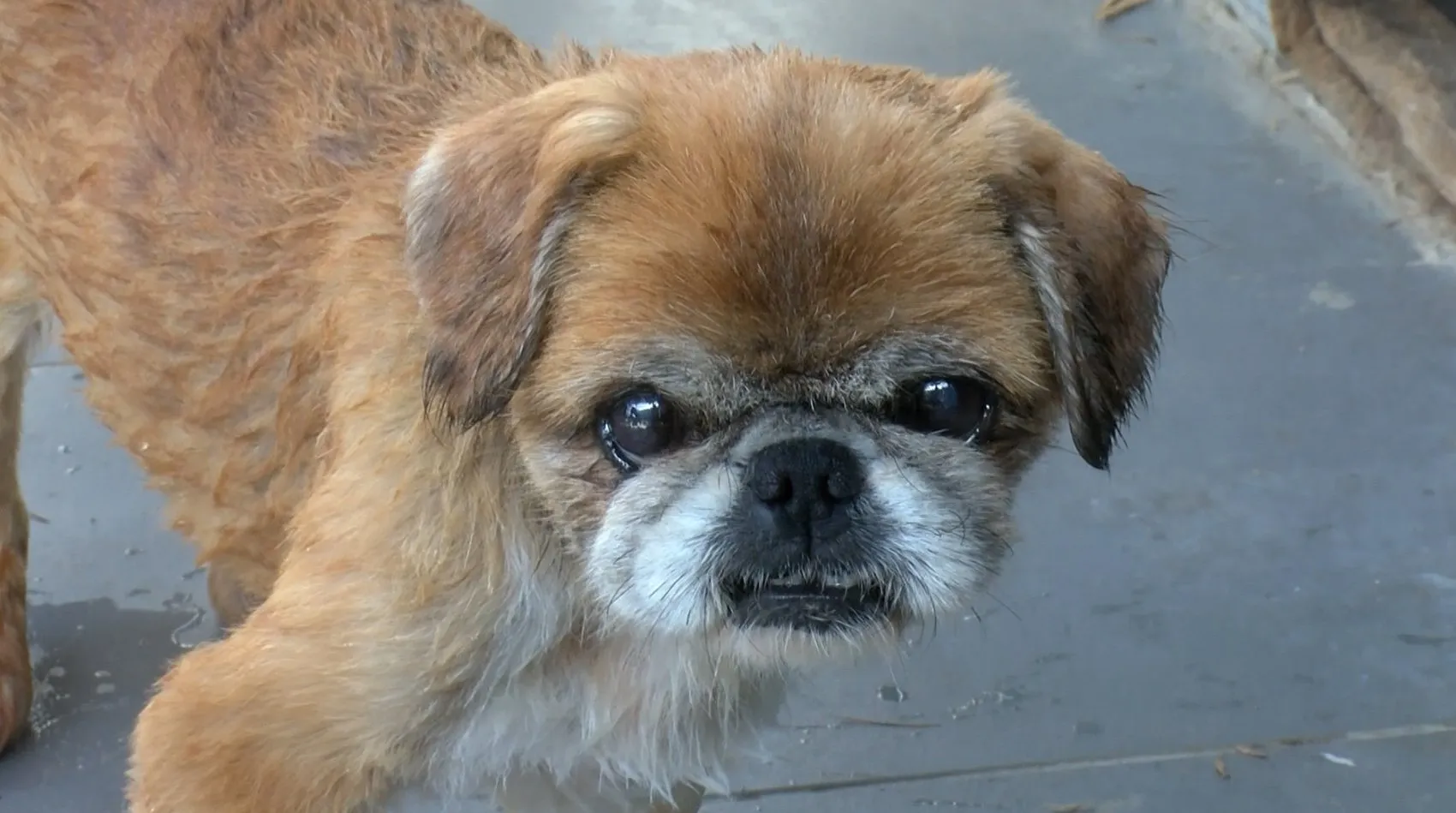 Bursa'da hevesi kaçanlar köpeklerini sokağa terk ediyor