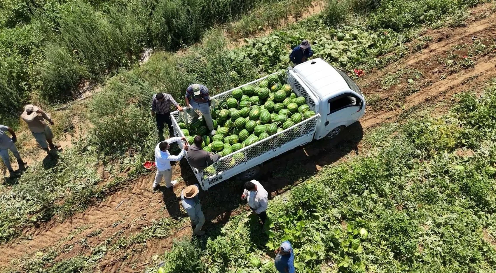 İzmir karpuzunda sezon açıldı