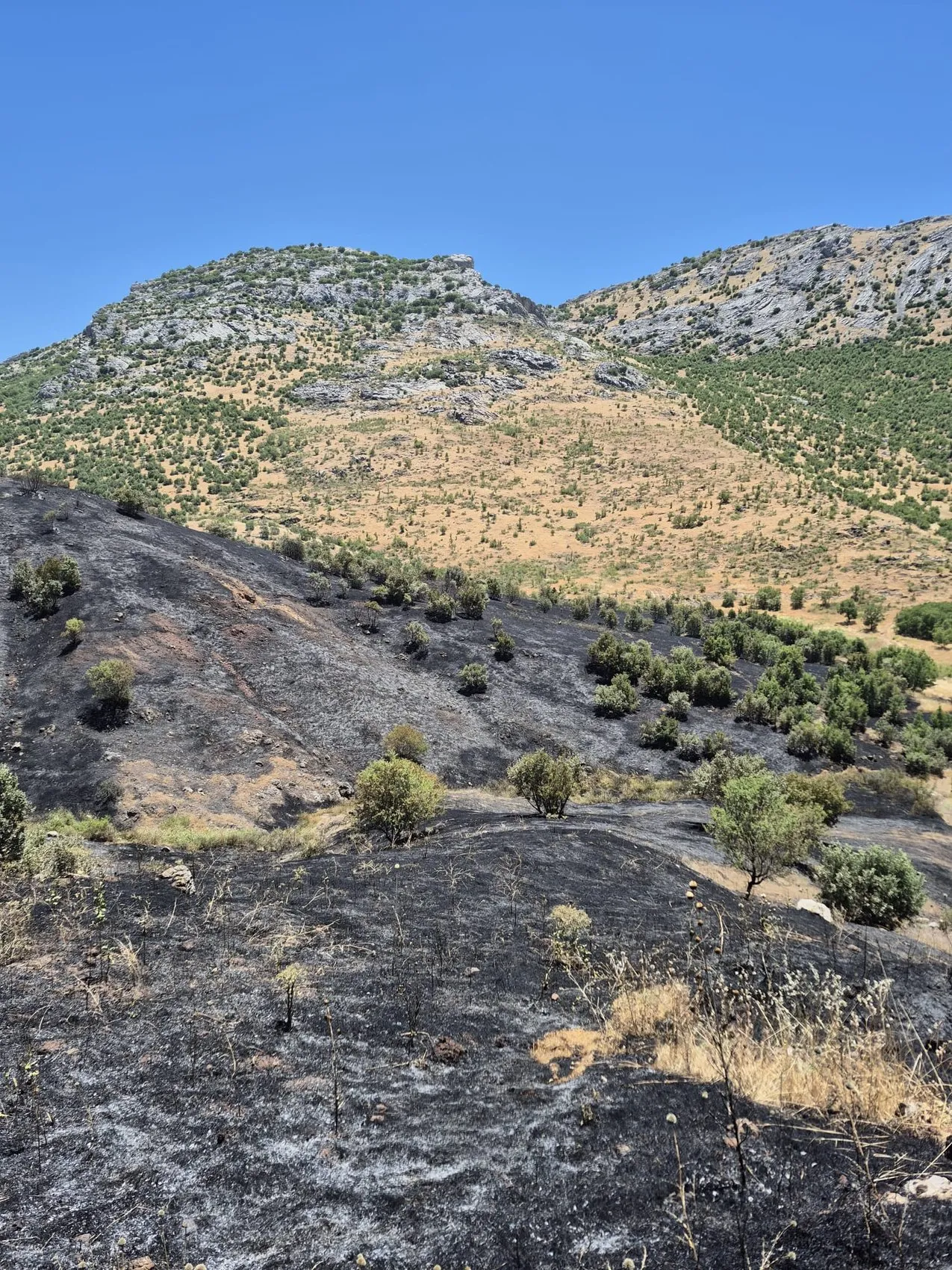Dicle'de çıkan yangın 35 dönüm bağı küle çevirdi