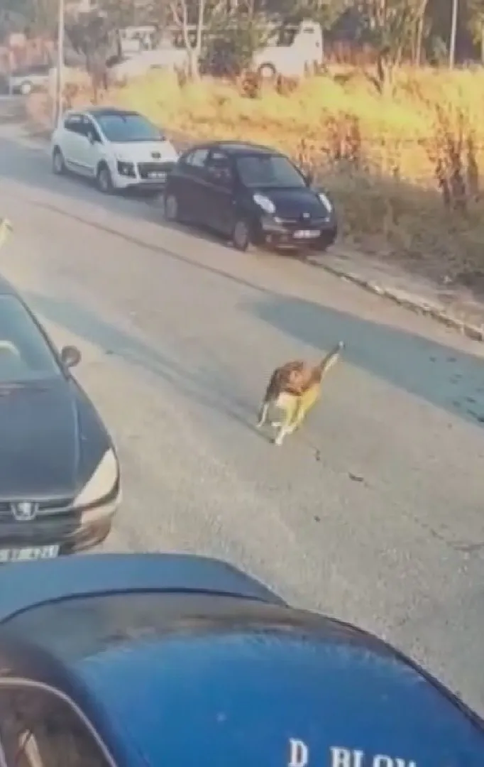 Silivri'de köpeklerin üzerine aracını süren sürücü cezaevine gönderildi