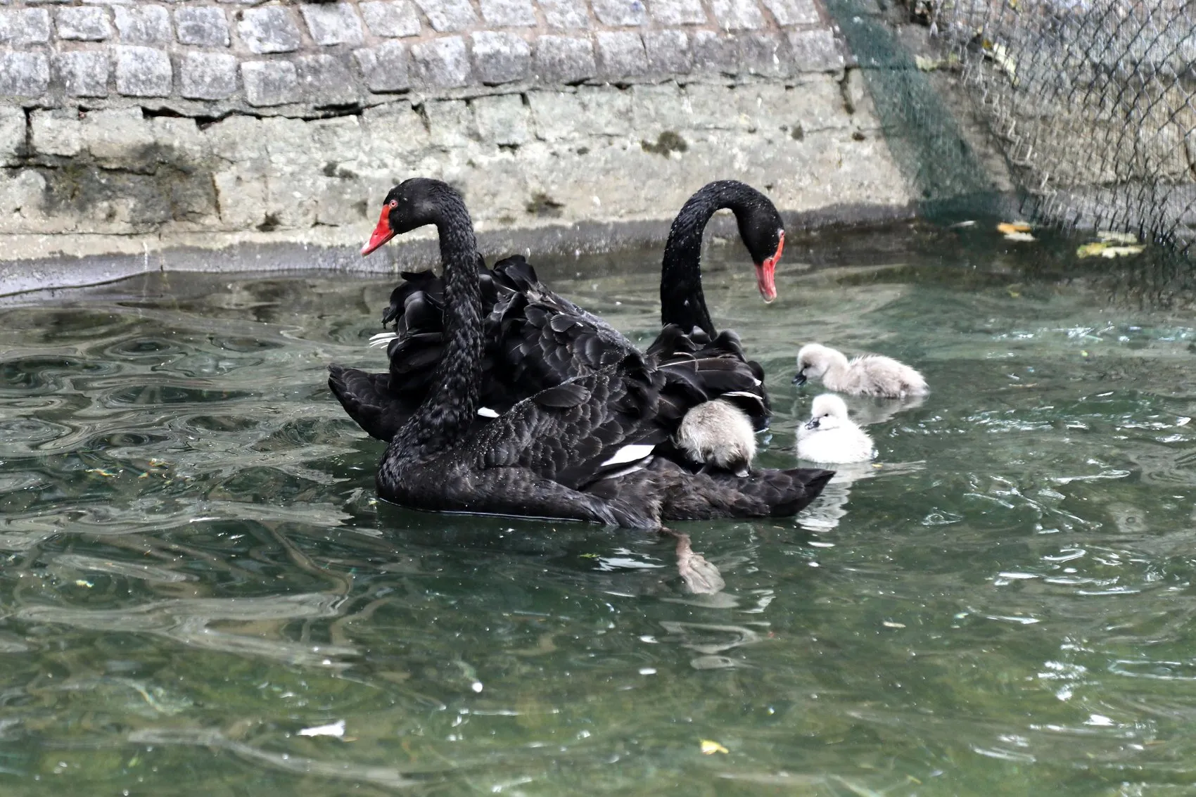 Ankara Kuğulu Park’ın yeni sakinleri görücüye çıktı