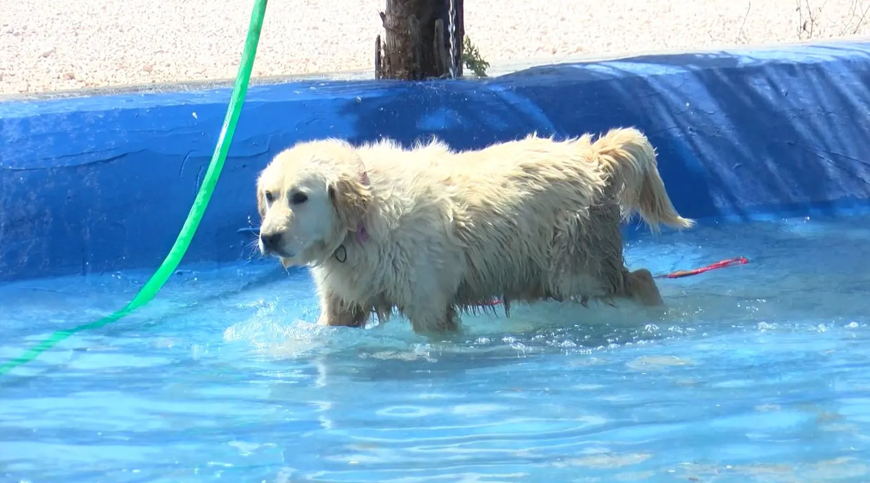 Bursa'da hevesi kaçanlar köpeklerini sokağa terk ediyor