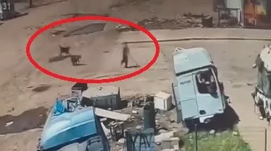 Silopi'de köpek dehşeti Baba ve amca saniyelerle yarıştı