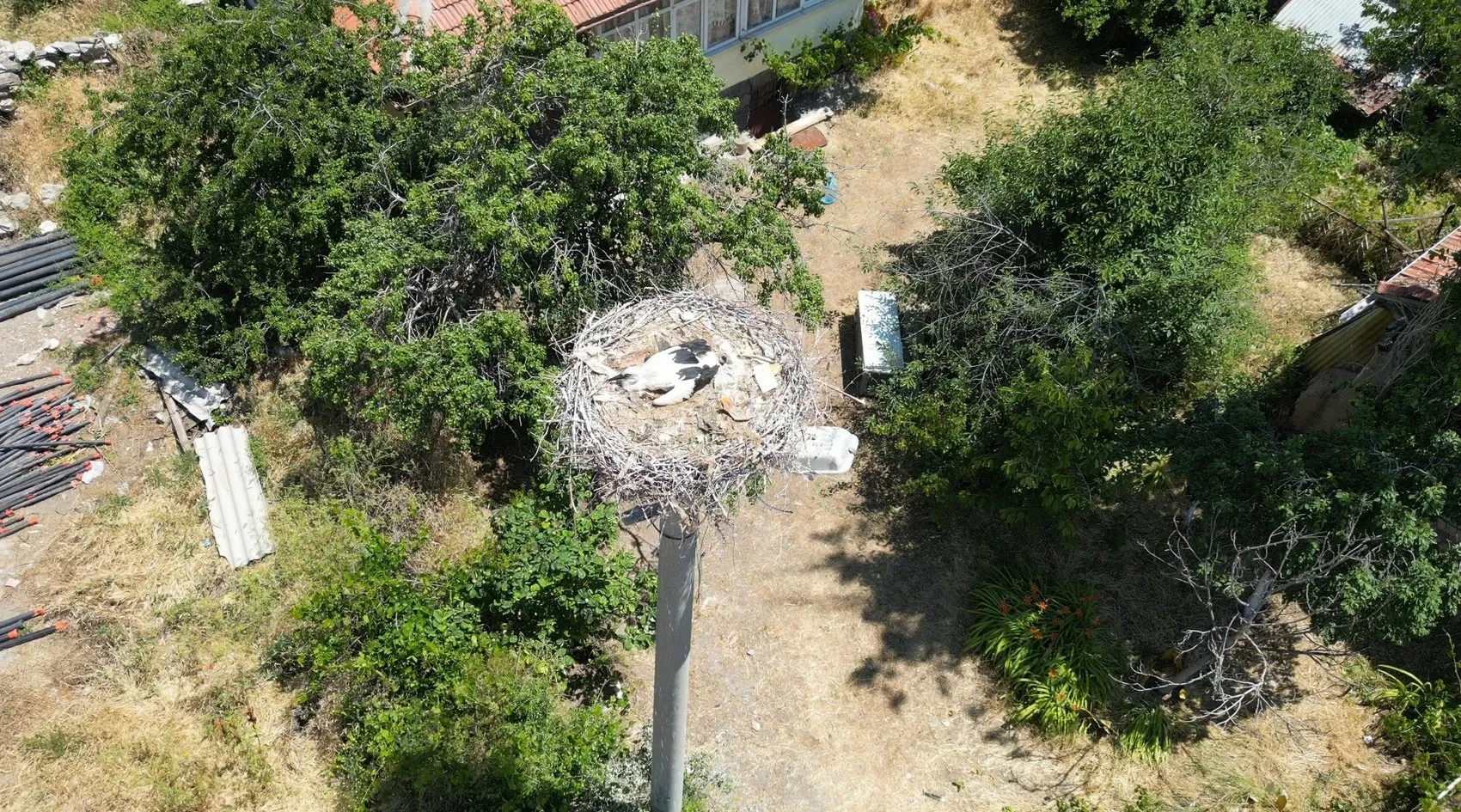 İp yumağına dönen yavru leyleği itfaiye kurtardı