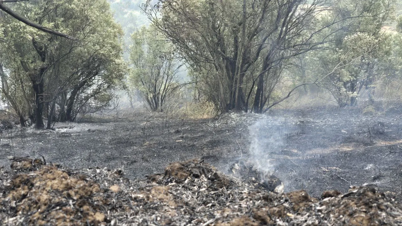 Mudanya'da bahçeden sıçrayan alevler dört dönümü küle çevirdi