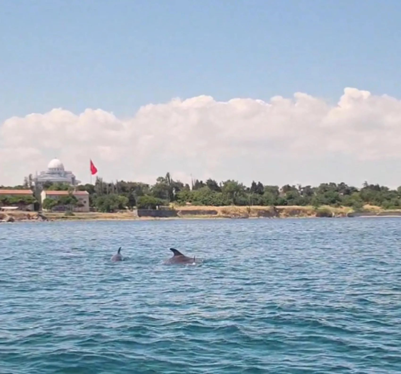 Marmara’nın maviliğinde iki yunus sürpriz yaptı