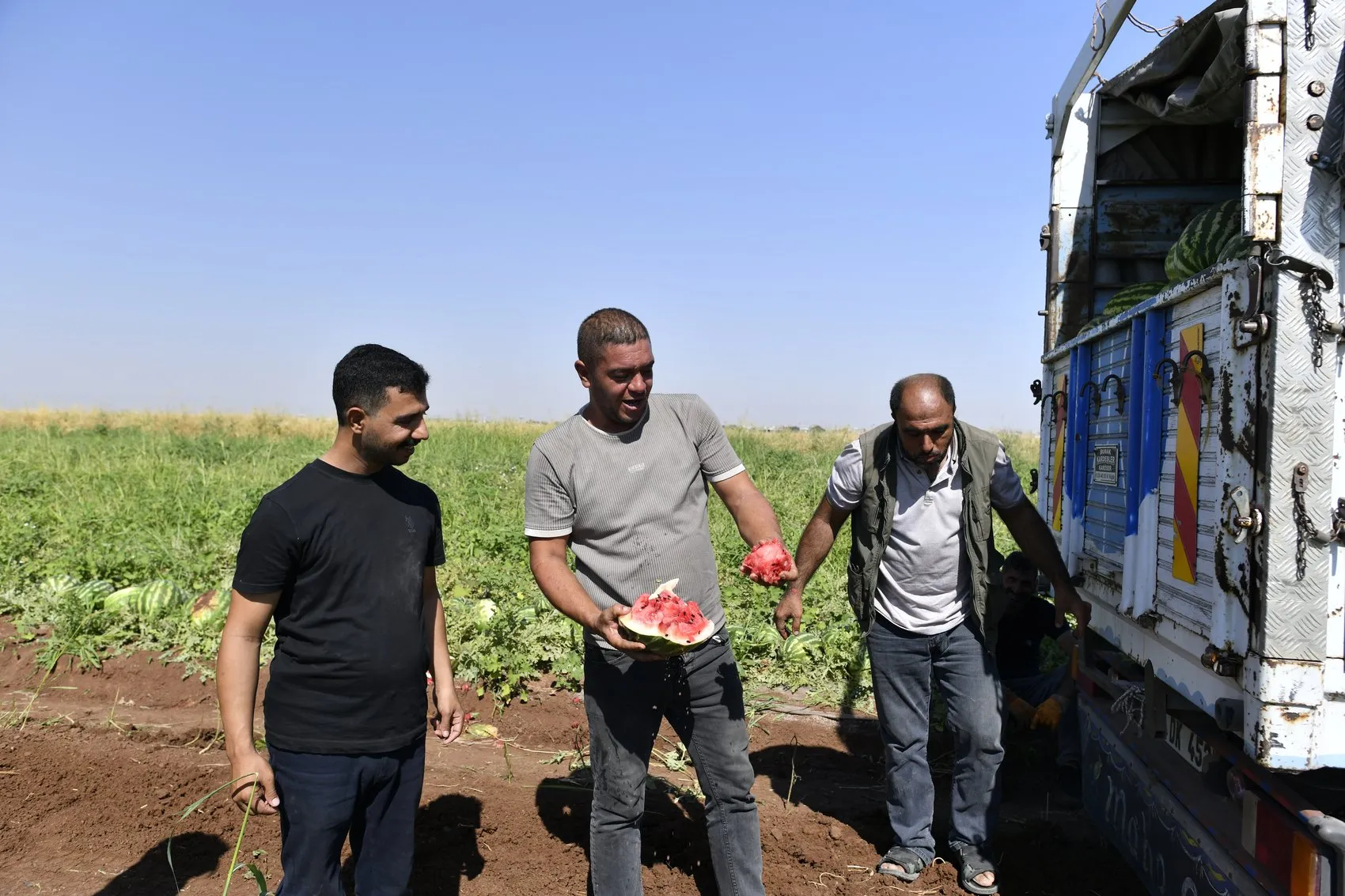 Diyarbakır karpuzunda hasat başladı ama çiftçinin yüzü gülmüyor