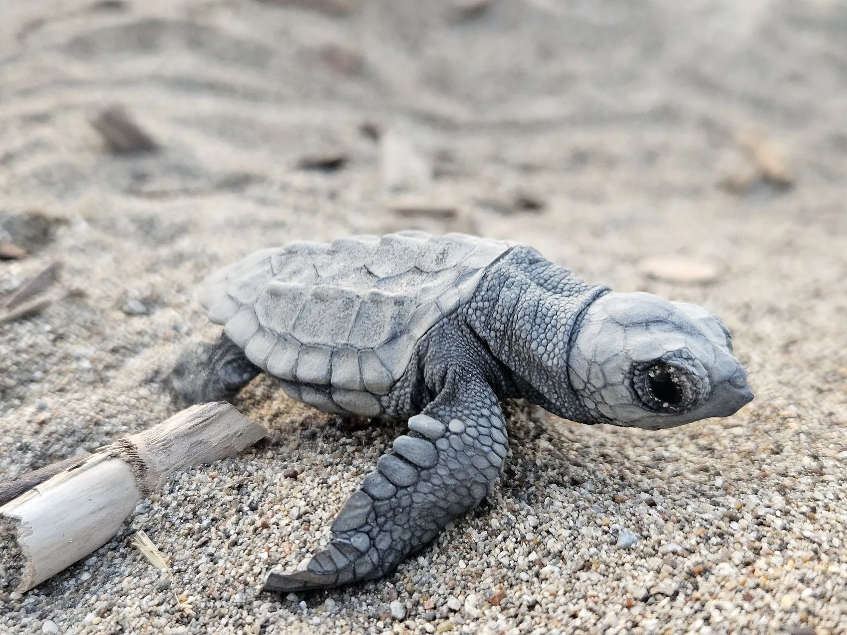 Belek sahillerinde caretta caretta yavruları denize ulaşıyor