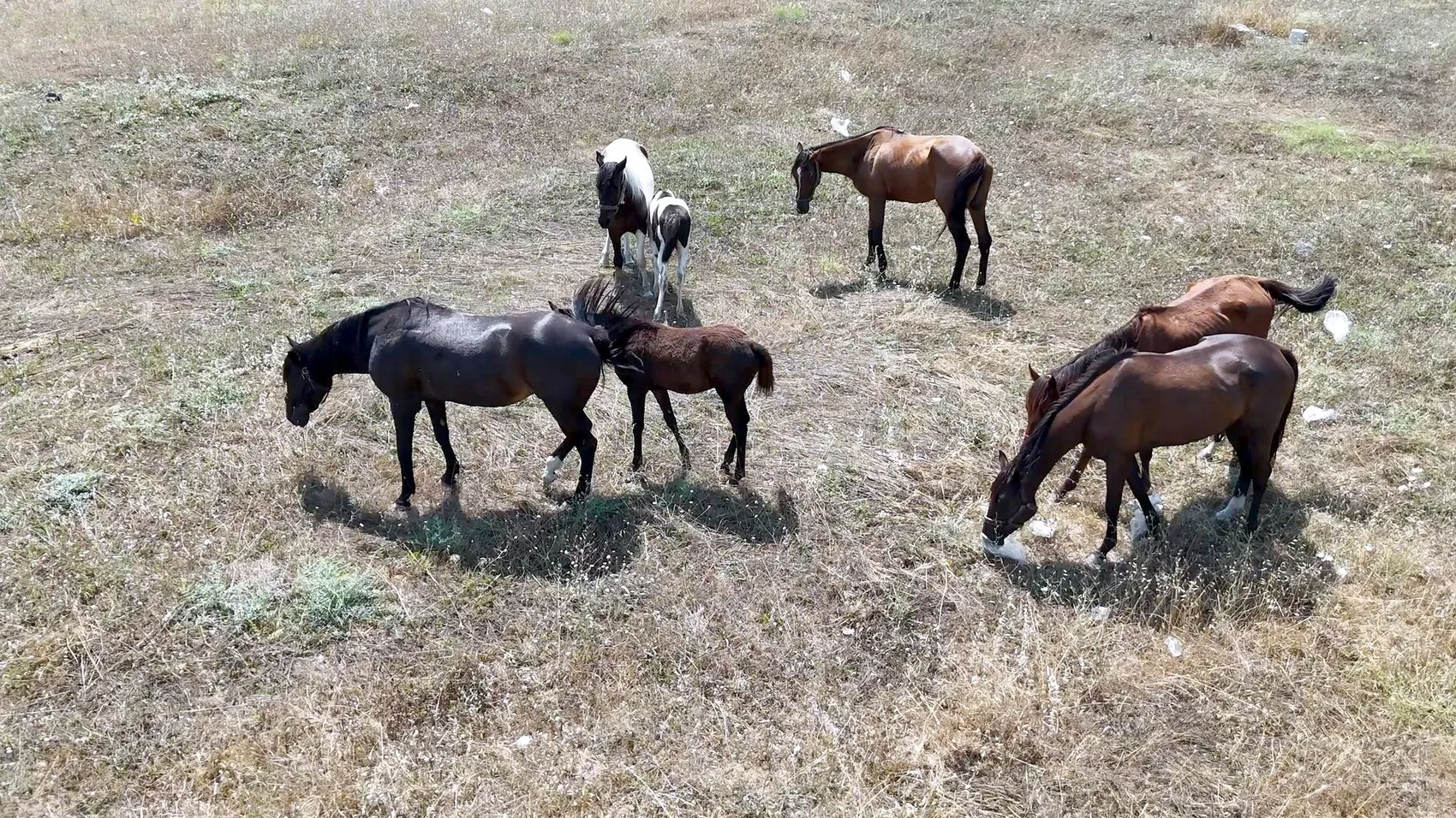 Avcılar sokaklarını karıştıran atların sırrı çözüldü