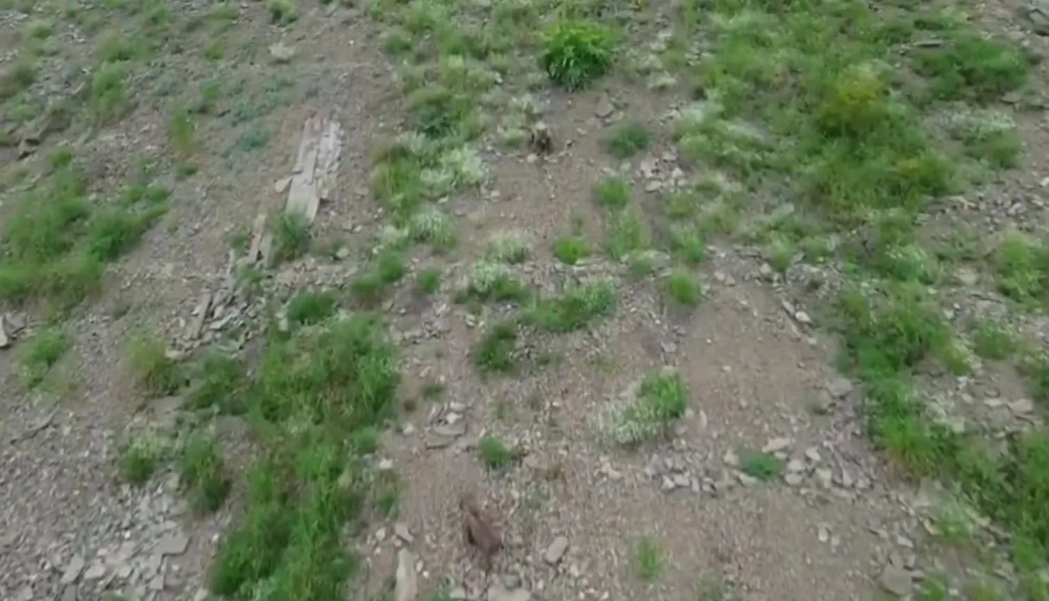 Artvin’de dronla görüntülenen ayı sesi duyunca ormana kaçtı