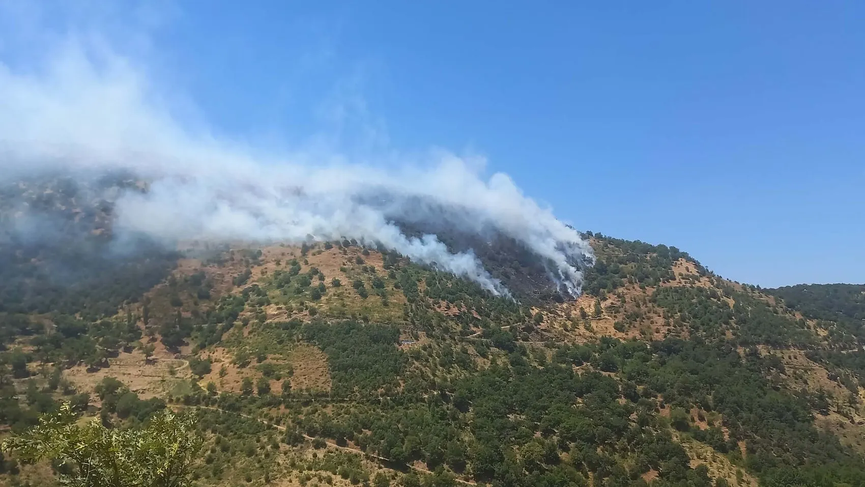 Sultanhisar'da kestane bahçeleri alevlere teslim oldu