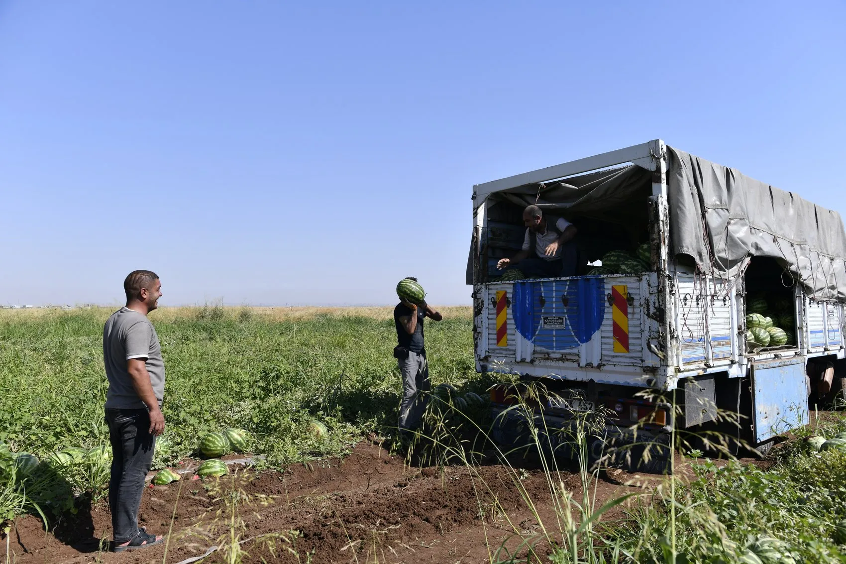 Diyarbakır karpuzunda hasat başladı ama çiftçinin yüzü gülmüyor