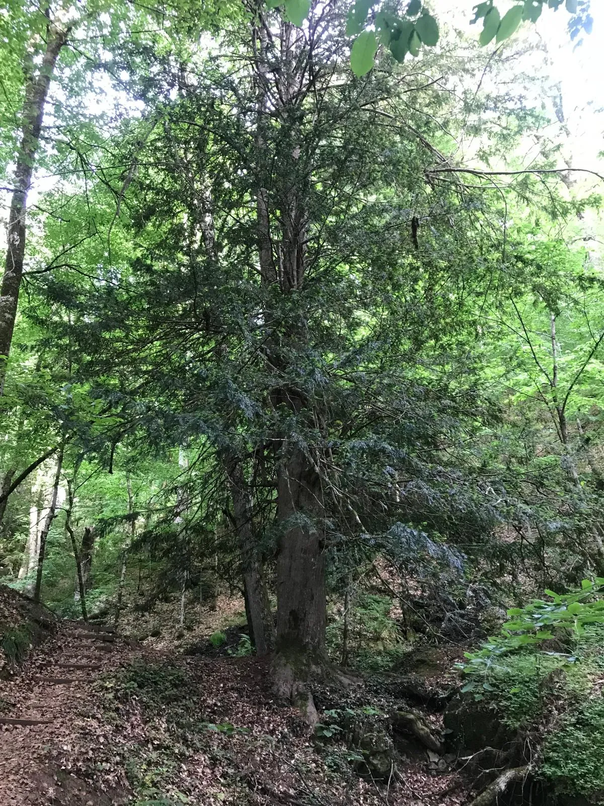 Karadeniz’in asırlık porsuk ağaçları yeni nesil yetişmediği için yok oluyor