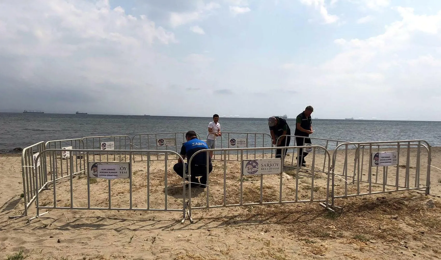 Şarköy sahilinde nadir kum zambakları bulundu