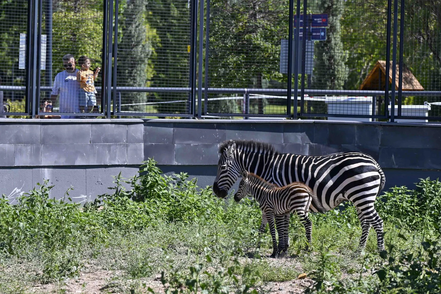 Ankara'nın yeni misafiri zebra yavrusuna isim arıyor