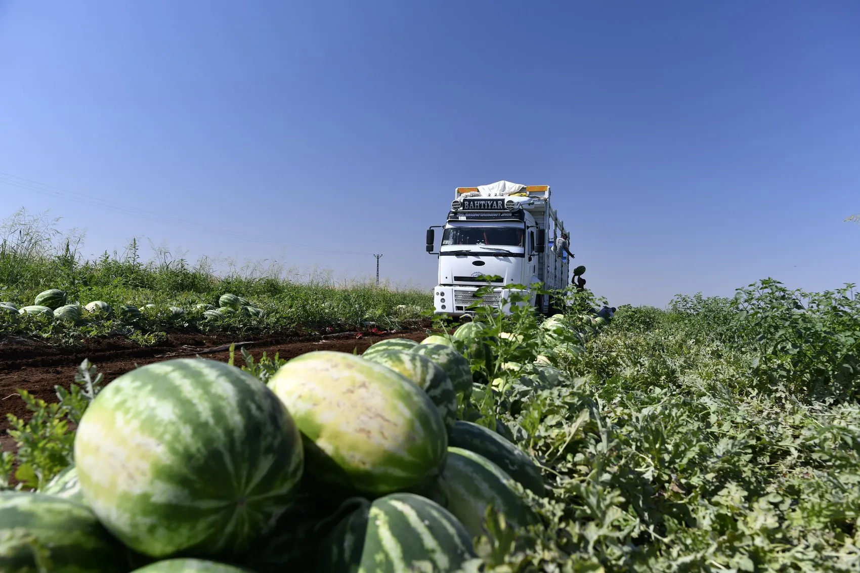 Diyarbakır karpuzunda hasat başladı ama çiftçinin yüzü gülmüyor