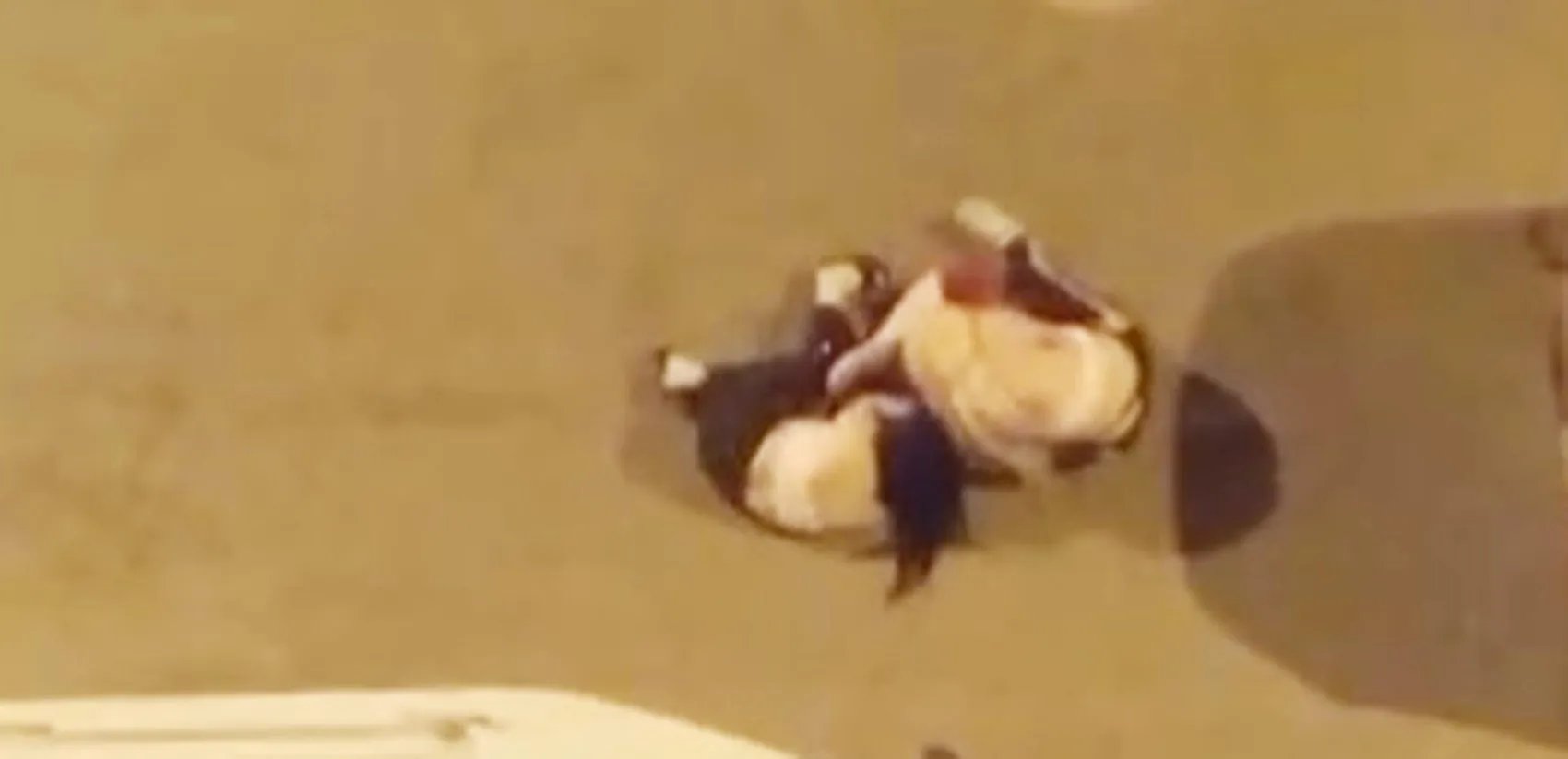 Iğdır sokaklarında gece yarısı kavga kamerada