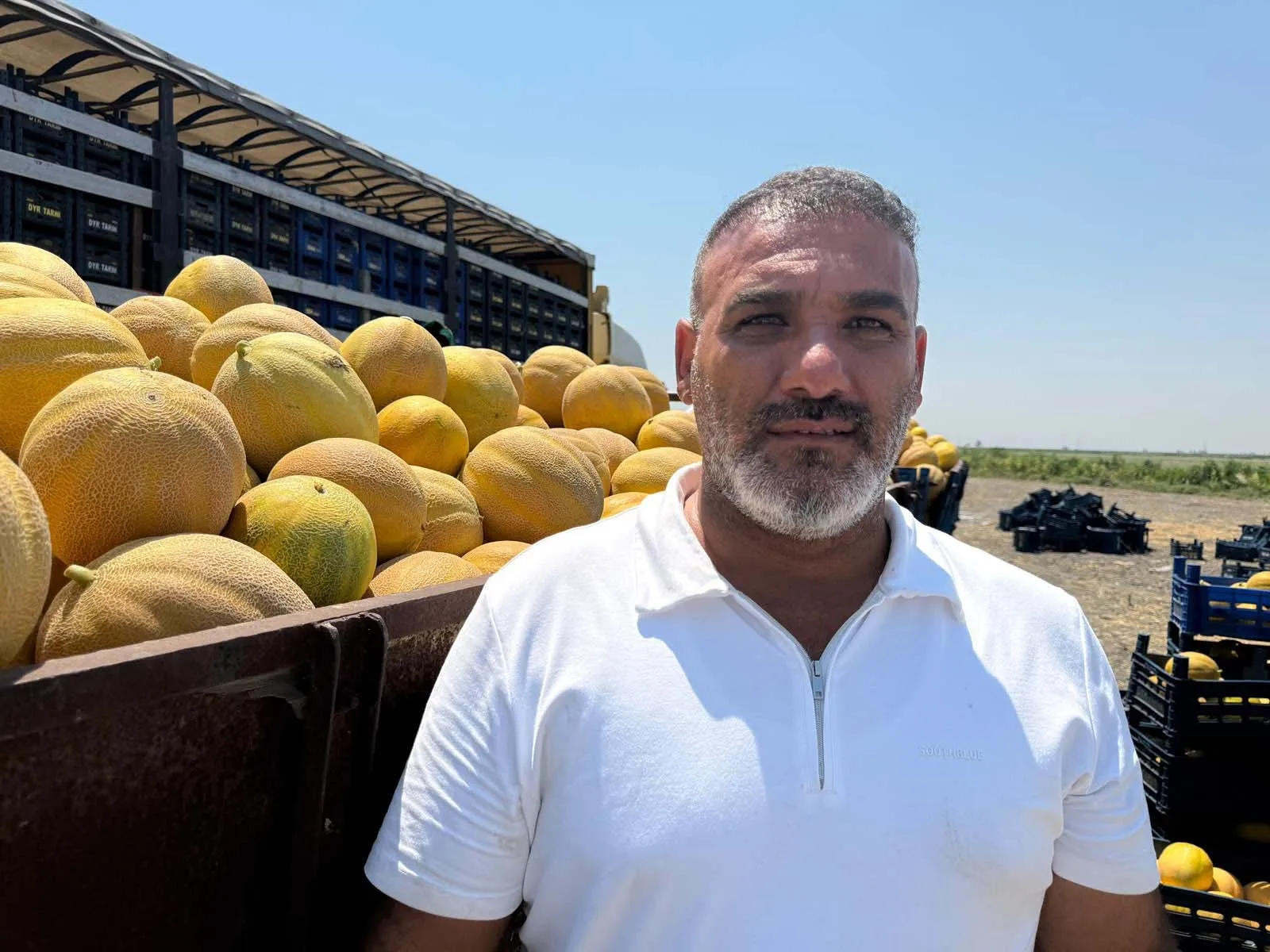 Amik Ovası’nda kavun hasadı başladı
