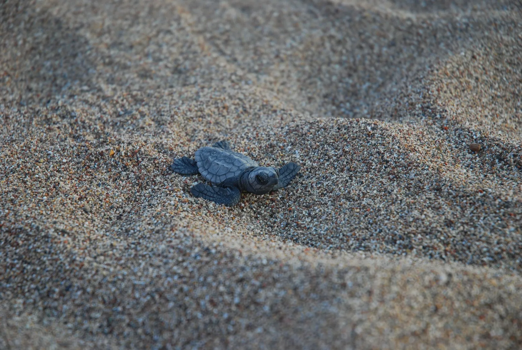Çıralı sahili küçük caretta carettalara ev sahipliği yapıyor