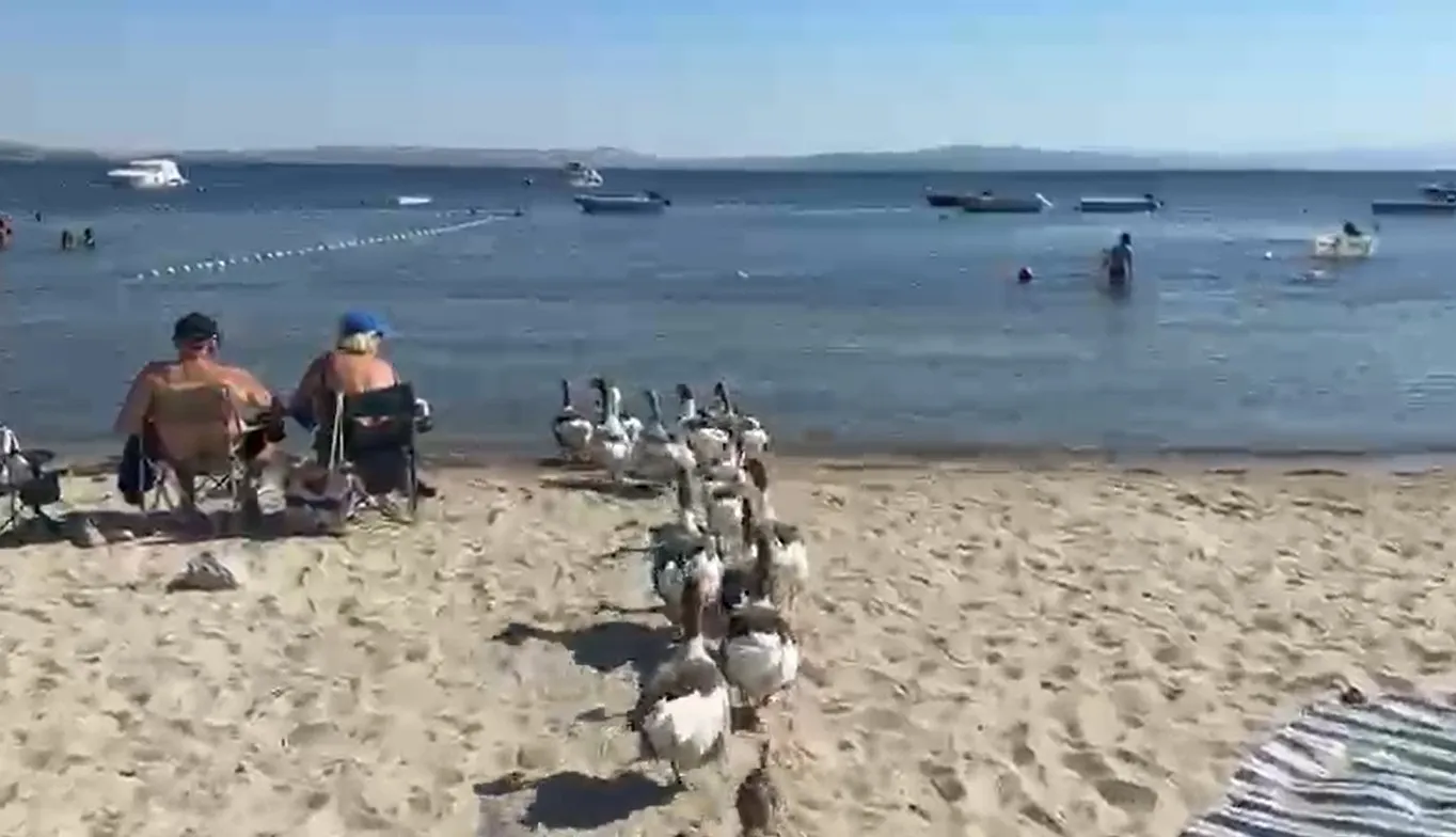 Erdek sahilinin özgür kazları bir ördek yavrusuna kol kanat gerdi