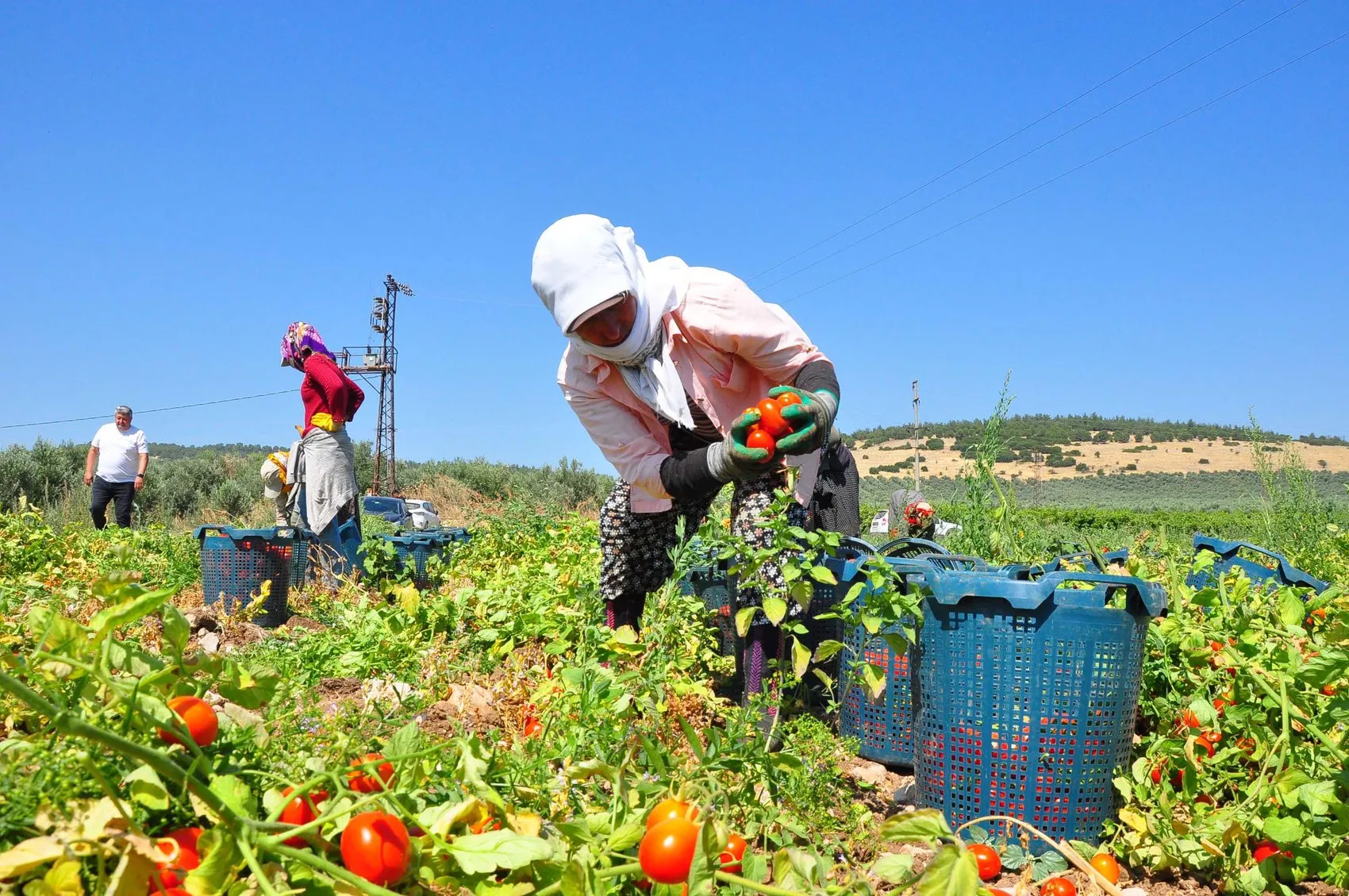 Manisa domates tarlalarında hasat mesaisi başladı
