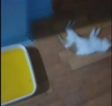 Amasya'da evdeki sekiz kedi ölü bulundu