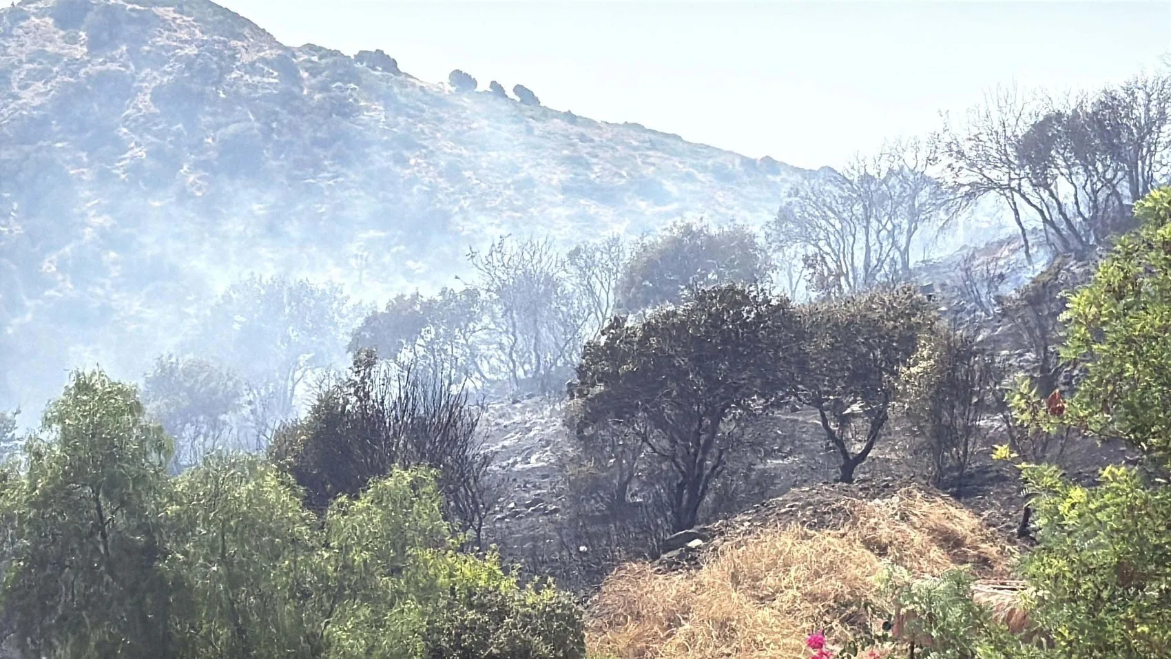 Bodrum Gümüşlük'te korkutan yangın söndürüldü