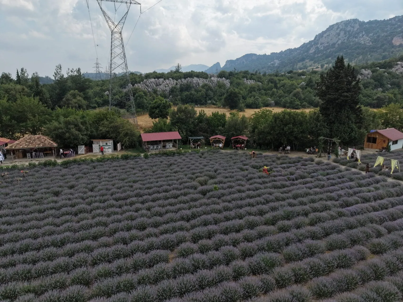 Adana'nın dağ köyleri mor renge boyandı