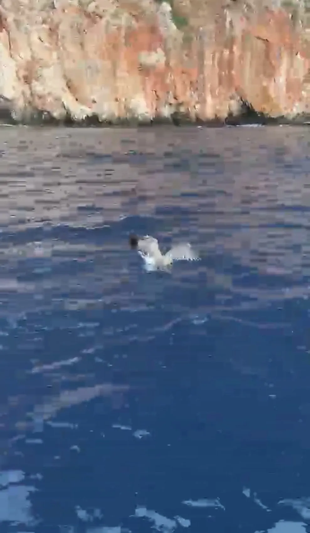 Alanya açıklarında misinaya takılan martıyı balıkçılar kurtardı