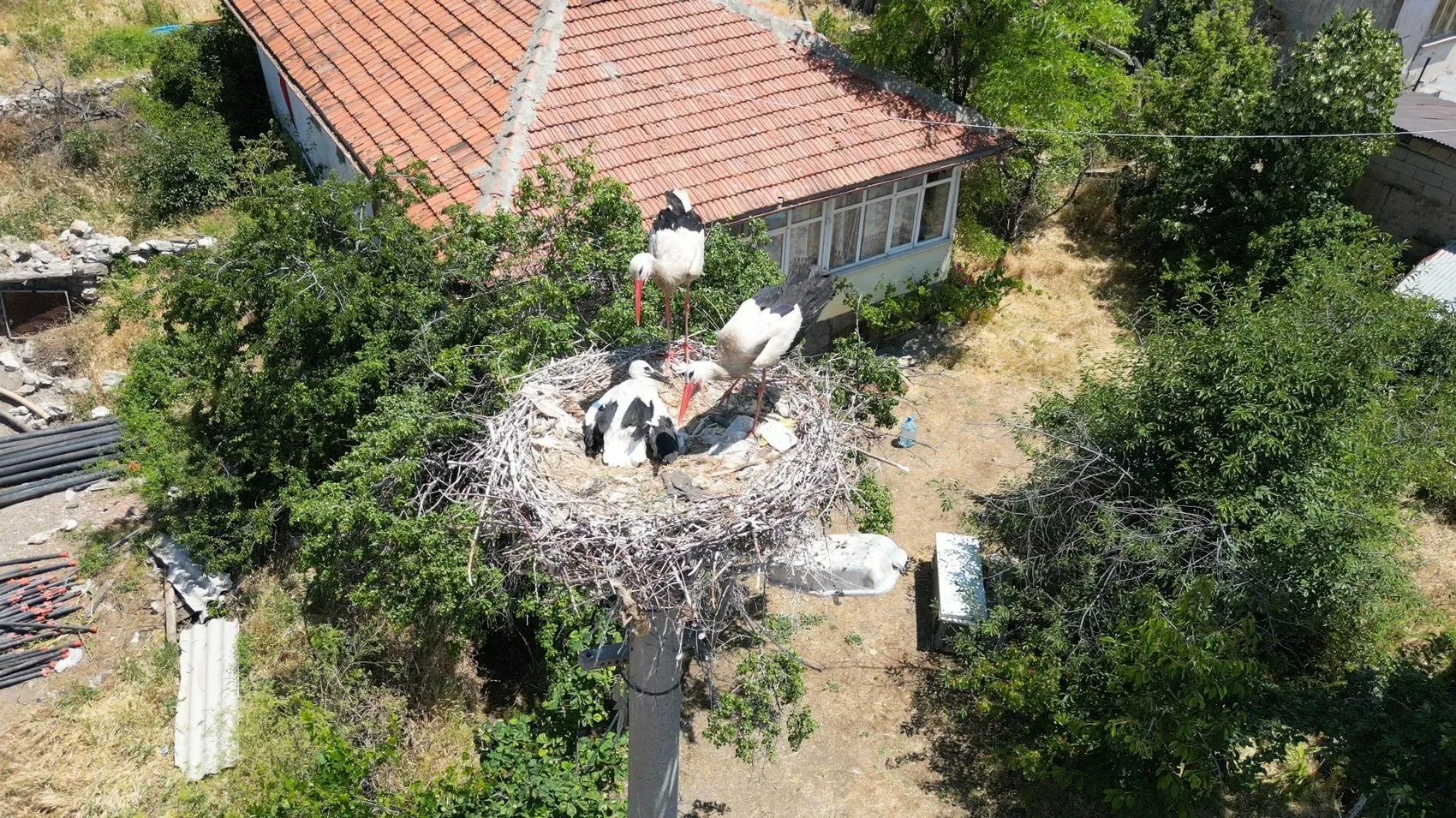 İp yumağına dönen yavru leyleği itfaiye kurtardı