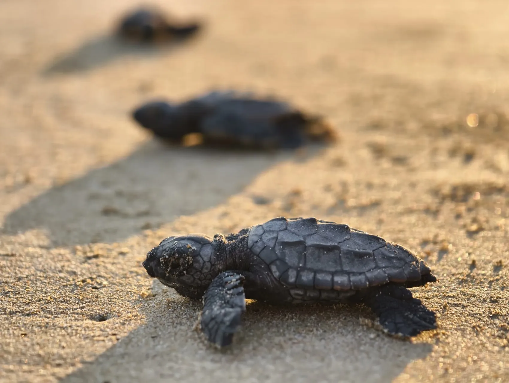 Antalya sahillerinde caretta caretta mesaisi başladı