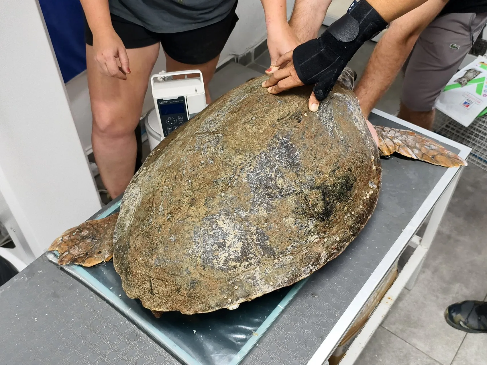 Antalya kıyılarında engelli carettaya uydu takibi