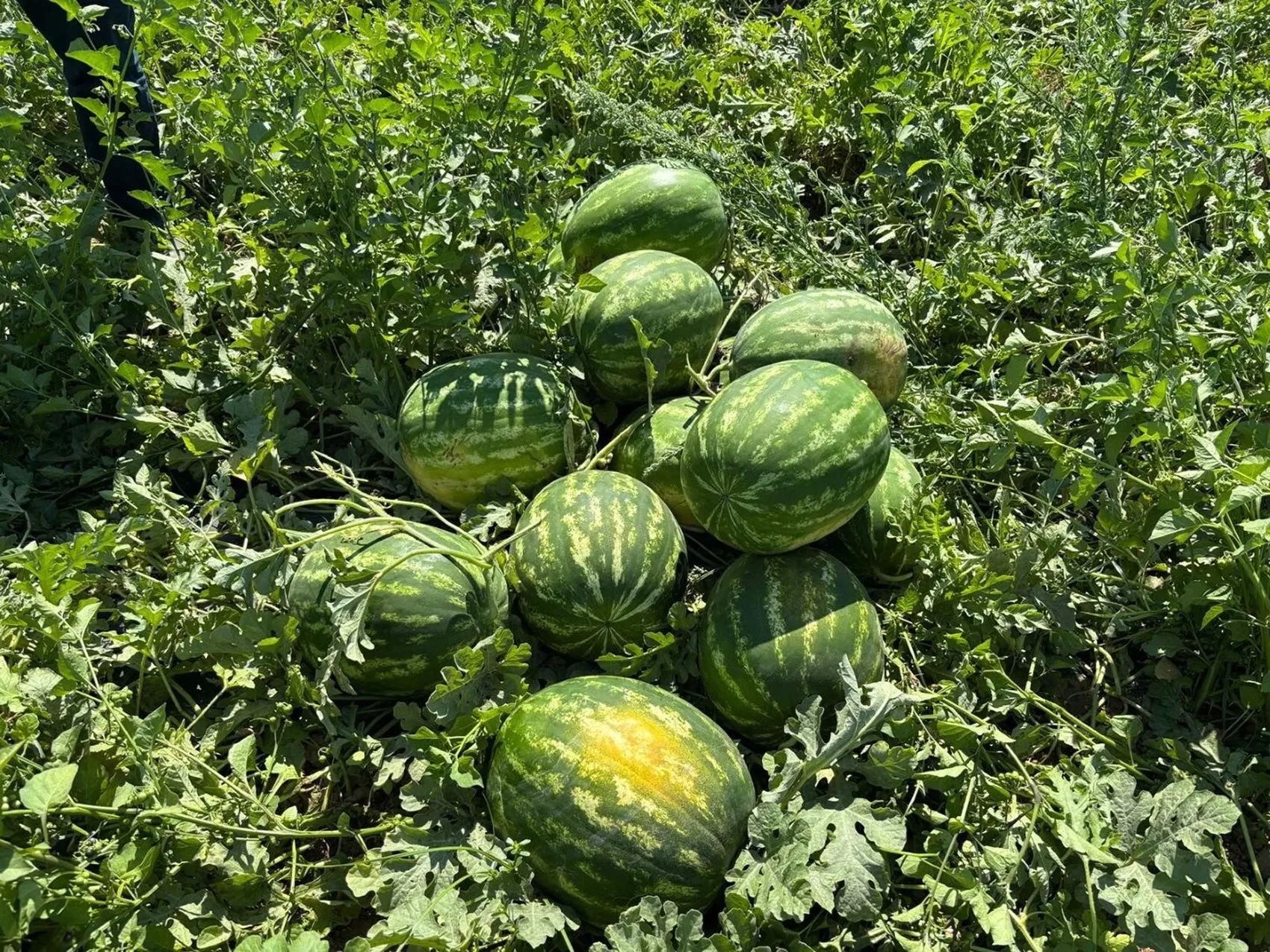 İzmir karpuzunda sezon açıldı