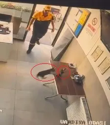 Kayseri'de ofise giren kargayı kedi avından görevli kurtardı