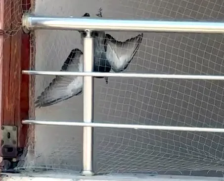 Avcılar’da bir kuşun imdadına itfaiye yetişti