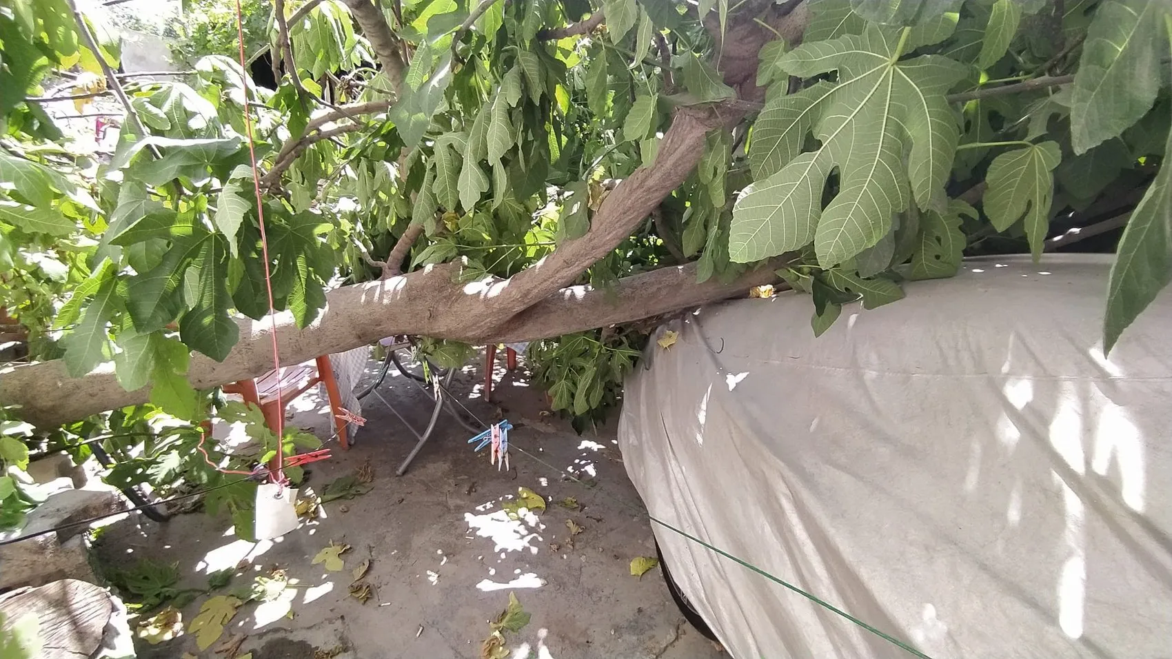 Adıyaman'da park halindeki araca devrilen ağaç maddi hasara yol açtı